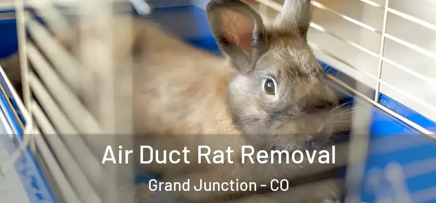 Air Duct Rat Removal Grand Junction - CO