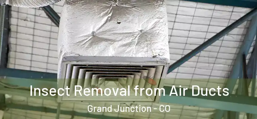 Insect Removal from Air Ducts Grand Junction - CO